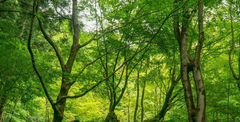 This project focuses on strengthening community-led forest management while restoring degraded forest areas across Zanzibar.