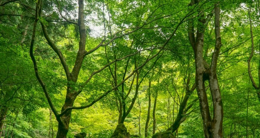 This project focuses on strengthening community-led forest management while restoring degraded forest areas across Zanzibar.