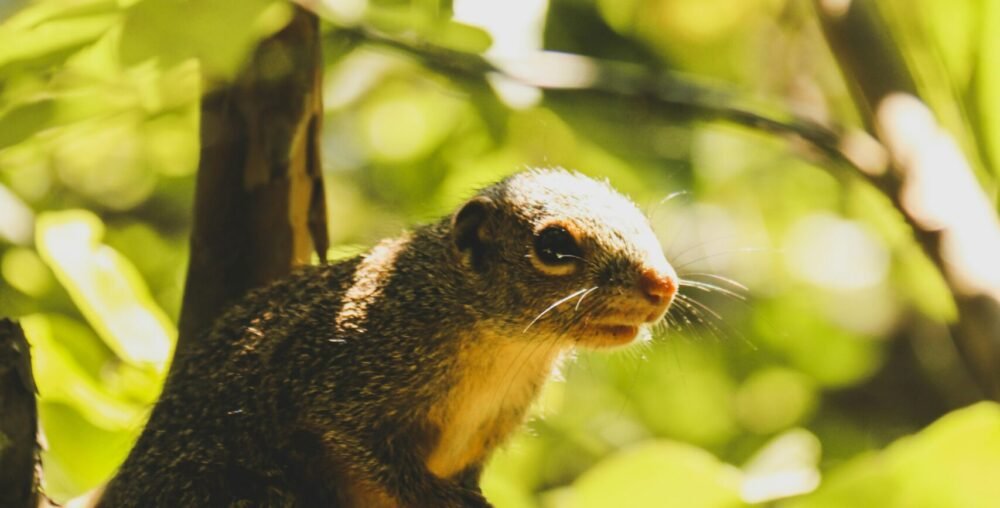 This project promotes climate-smart solutions that link forest conservation with emerging carbon and environmental sustainability opportunities.