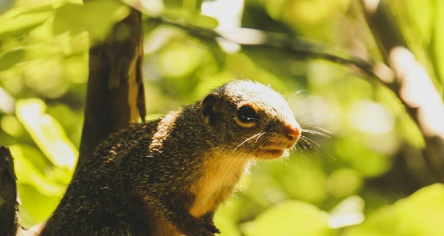 This project promotes climate-smart solutions that link forest conservation with emerging carbon and environmental sustainability opportunities.